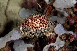 Zavinutec tygrovaný (Cypraea tigris) – Gerald Robert Fischer / Shutterstock