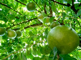 Aegle marmelos – Yudi Kristanu / Shutterstock