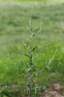Hulevník lékařský (Sisymbrium officinale) – Bildagentur Zoonar GmbH/Shutterstock