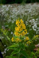 Vrbina obecná (Lysimachia vulgaris) – Andrey Derzkiy/Shutterstock