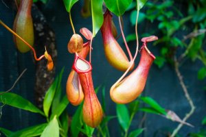 Láčky masožravé rostliny z rodu láčkovek (Nepenthes) – Chantath K / Shutterstock