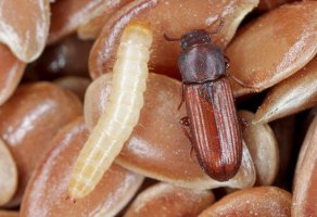 Potemník skladištní (Tribolium confusum) – Tomasz Klejdysz / Shutterstock