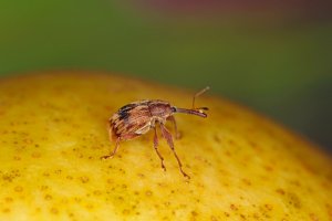 Květopas jabloňový (Anthonomus pomorum) – Tomasz Klejdysz / Shutterstock