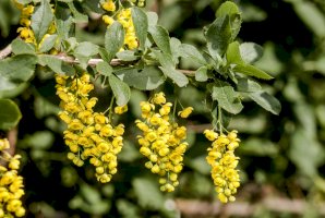 Dřišťál obecný (Berberis vulgaris) – Nick Pecker/Shutterstock