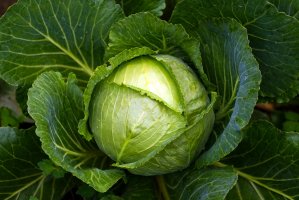 Zelí hlávkové (Brassica oleracea varianta capitata) – Digihelion / Shuttersock
