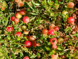 Klikva bahenní (Vaccinium oxycoccos) – Krzysztof Slusarczyk/Shutterstock