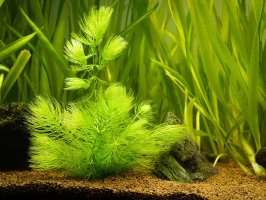 Růžkatec ostnitý (Ceratophyllum demersum) v akváriu – Joan Carles Juarez / Shutterstock