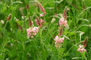 Vičenec setý (Onobrychis viciifolia) – Eileen Kumpf/Shutterstock