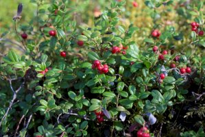Brusinka obecná (Vaccinium vitis-idaea) – Yegor Larin/Shutterstock