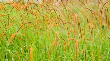 Tomkovice vonná (Hierochloe odorata) – M.K.Q / Shutterstock