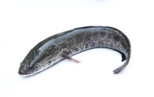 Asijská ryba hadohlavec skvrnitý (Ophiocephalus argus) – sevenke / Shutterstock
