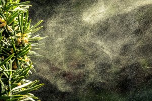 Oblak smrkového pylu – sruilk / Shutterstock