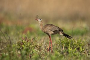 Seriema rudozobá (Cariama cristata) – Erni / Shutterstock