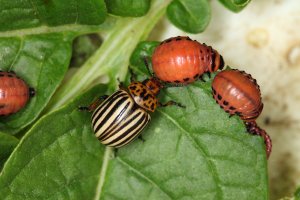 Mandelinka bramborová (Leptinotarsa decemlineata) – vladimir samlan / Shutterstock