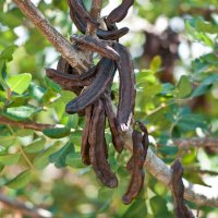 Ceratonia siliqua (Rohovník obecný) – f2.8/Shutterstock