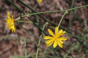 Radyk prutnatý (Chondrilla juncea) – Vankich1/Shutterstock