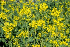 Hořčice bílá (Sinapis alba) – Nick Pecker/Shutterstock