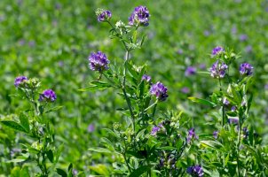 Tolice vojtěška (Medicago sativa) – Michael G McKinne/Shutterstock