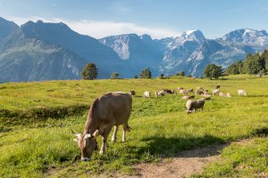 Glarnské Alpy – patjo/Shutterstock