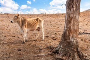 Kráva, hladovějící v důsledku dlouhého suchého léta, Austrálie – Aaron Myrtle / Shutterstock
