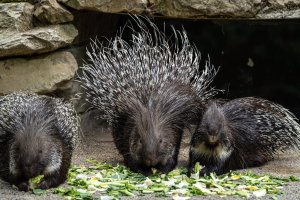 Dikobraz srstnatonosý (Hystrix indica) – RudiErnst / Shutterstock