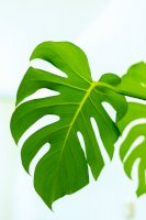 Monstera – Photo by Joyce G on Unsplash