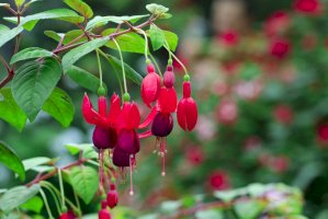 Fuchsia magellanica – yod67/Shutterstock
