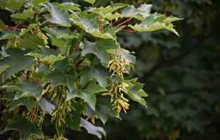 Javor klen (Acer pseudoplatanus) – Gabriela Beres / Shutterstock