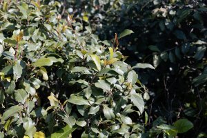 Kata jedlá (Catha edulis) – ChWeiss / Shutterstock