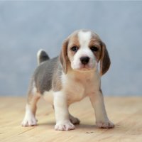 Štěně – Sigma_S/Shutterstock
