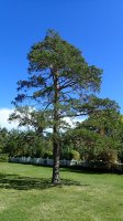 Borovice banksovka (Pinus baksania) – Dan4Earth / Shutterstock