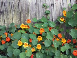 Lichořeřišnice větší (Tropaeolum majus) z čeledi lichořeřišnicovitých – SANLYN / Shutterstock