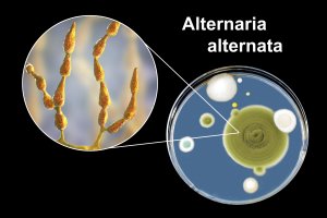 Alternaria alternata, fotografie kolonie hub a 3D ilustrace detailu – Kateryna Kon / Shutterstock