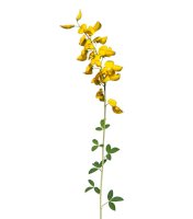 Čilimník černající (Cytisus nigricans) – Emilio100/Shutterstock