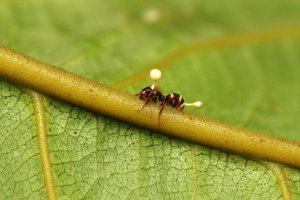 Mravenec napadený houbou z rodu Cordyceps – Rezamonium / Shutterstock