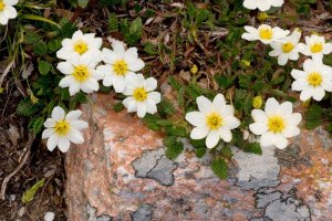 Dryádka osmiplátečná (Dryas octopetala) – Profimedia.cz