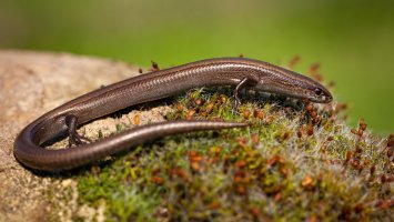 Krátkonožka evropská (Ablepharus kitaibelii) – JakubMrocek / Shutterstock