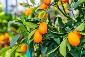 Kumquaty (Fortunella margarita) – nnaattalli / Shutterstock