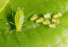 Mšice (Aphidoidea) z řádu stejnokřídlých – schankz / Shutterstock