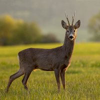 Srnec obecný (Capreolus capreolus) – JakubMrocek/Depositphotos