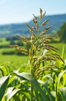 Súdánská tráva (Sorghum sudanense) – hjochen / Shutterstock