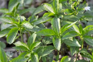 Bažanka vytrvalá (Mercurialis perennis) – Orest lyzhechka/Shutterstock