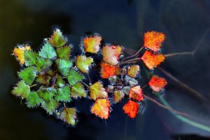 Kotvice plovoucí (Trapa natans) – Marek Mierzejewski / Shutterstock