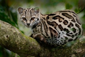 Ocelot dlouhoocasý (Leopardus wiedi) – Ondrej Prosicky / Shutterstock