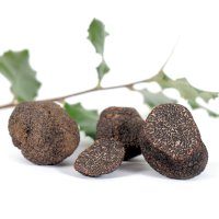 Lanýž pravý (Tuber melanosporum) – cynoclub/Depositphotos