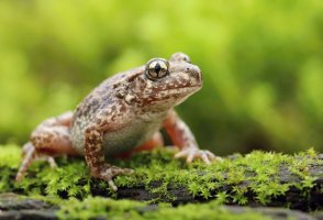 Ropuška starostlivá (Alytes obstetricans) – Miroslav Hlavko / Shutterstock