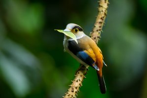 Loboš stříbroprsý (Serilophus lunatus) Národní park Kengkrajarn, Thajsko – kajornyot wildlife photography / Shutterstock