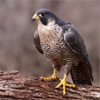 Sokol stěhovavý (Falco peregrinus) – Chris Hill/Shutterstock