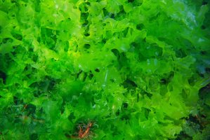 Jedlá řasa porost locikový (Ulva lactuca), Atlantský oceán Španělsko – Damsea / Shutterstock