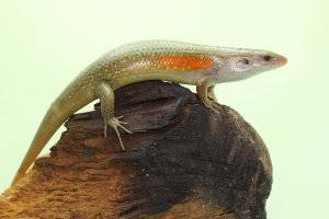 Mabuja východní (Eutropis  Mabuya multifasciata) z rodu mabuja – I Wayan Sumatika / Shutterstock